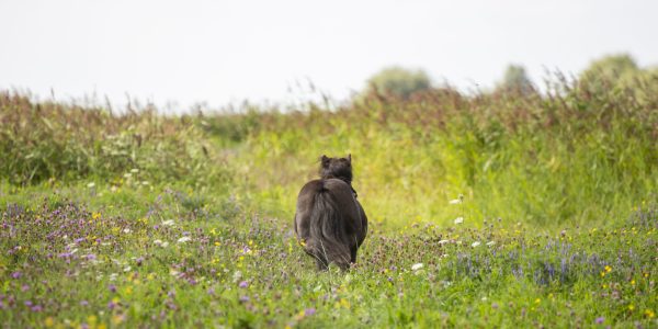 kruidenweidepaarden05