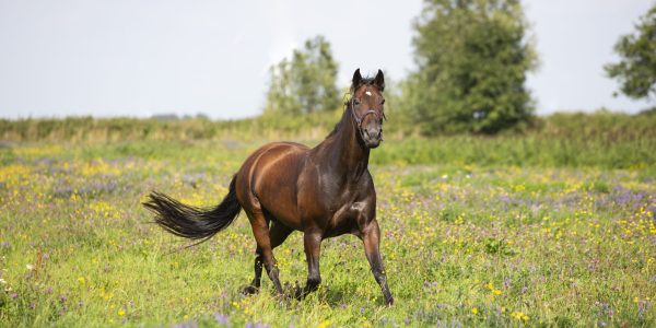 kruidenweidepaarden08