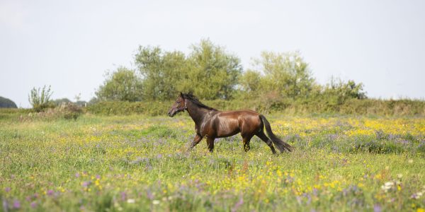 kruidenweidepaarden13