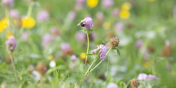 kruidenweidepaarden20