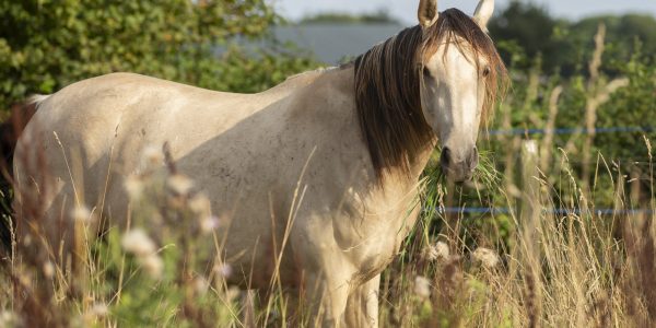 kruidenweidepaarden41