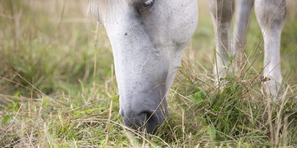 kruidenweidepaarden53